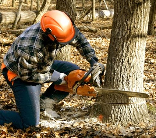 Tree Removal in Hahnville, LA